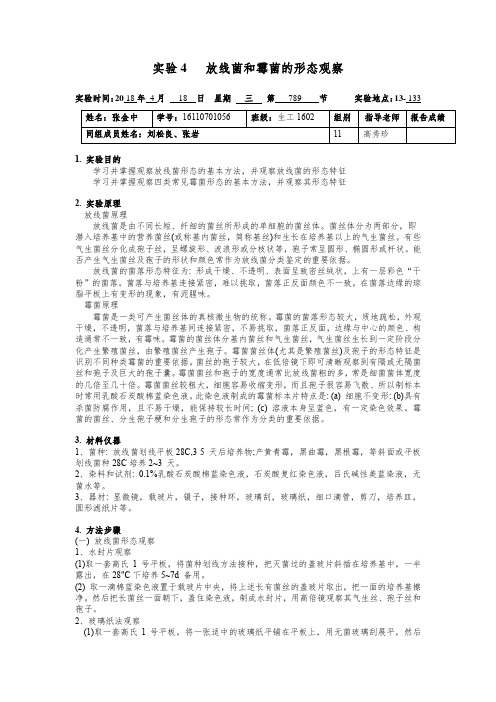 放线菌和霉菌的形态观察