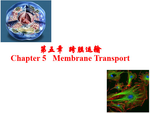 细胞生物学跨膜运输