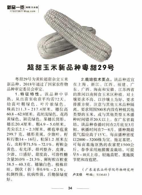超甜玉米新品种粤甜29号