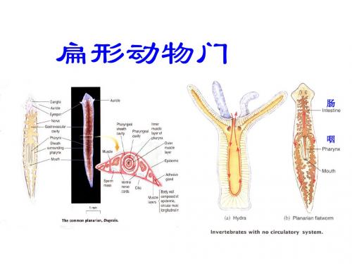 扁形动物们