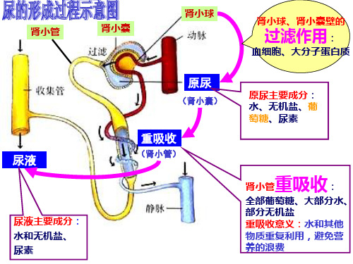 人教版七年级下册第六章 第一节 人体对外界环境的感知课件 (共52张PPT)