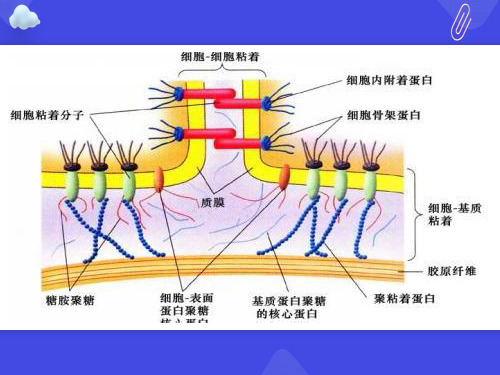 细胞外基质与细胞连接