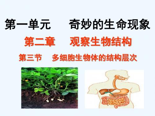 七年级生物上册 1.2.3 多细胞生物体的结构层次课件 济南版