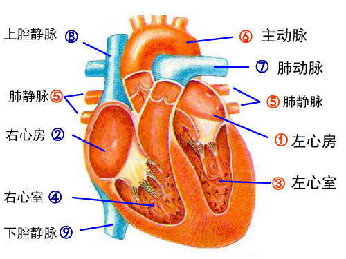 医学专题血压和脉搏