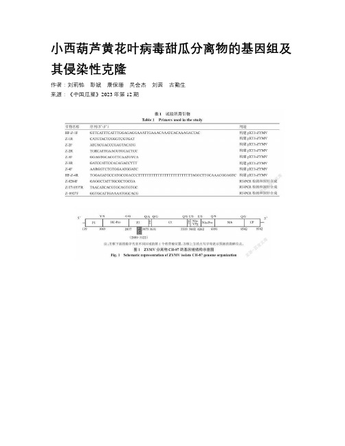 小西葫芦黄花叶病毒甜瓜分离物的基因组及其侵染性克隆