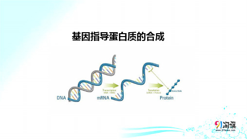 课件14：4.1 基因指导蛋白质的合成