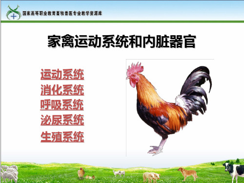 任务1掌握家禽运动系统和内脏器官的组成及其形态位置和结构特点