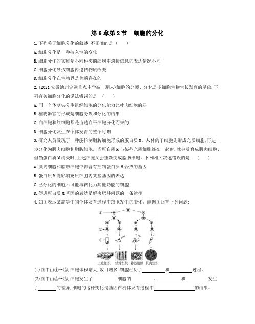 2023-2024学年人教版生物必修一同步检测题(解析版)第6章第2节细胞的分化