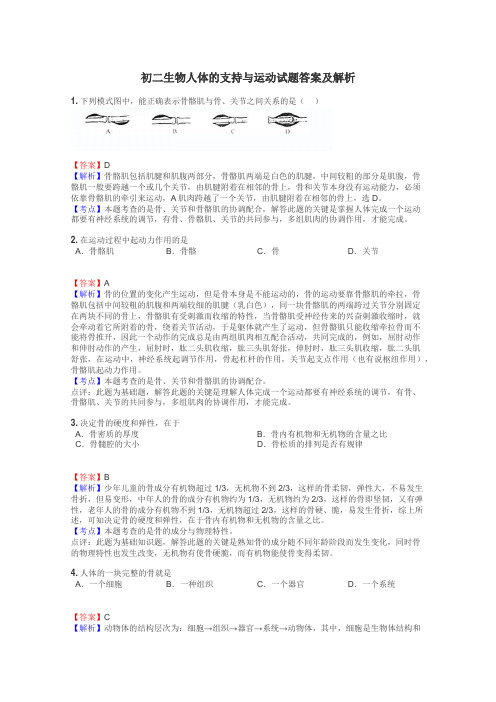 初二生物人体的支持与运动试题答案及解析
