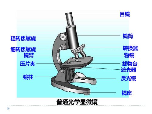 人教版生物必修一第一章《高倍显微镜的使用方法》课件