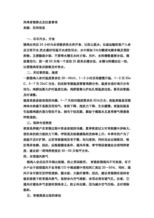 肉鸡育雏要点及注意事项