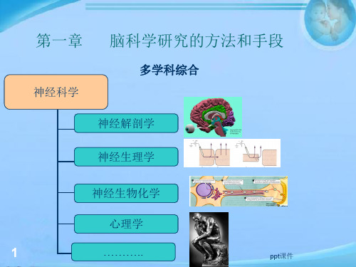 第1章-脑科学研究的方法  ppt课件