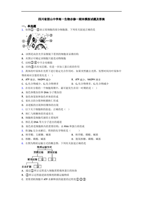 四川省眉山中学高一生物必修一期末模拟试题及答案