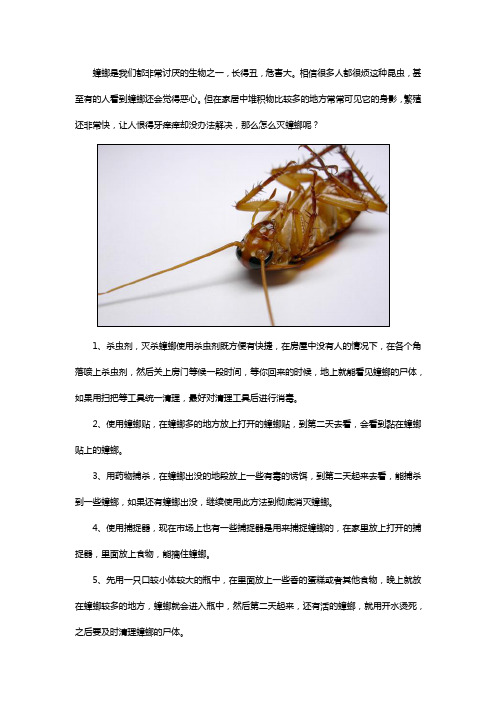 灭虫公司教你怎么灭蟑螂才最有效