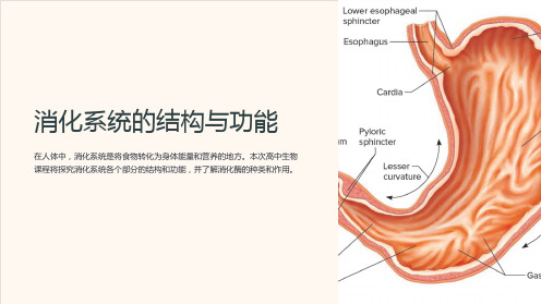 《高中生物课件：消化系统的结构与功能》