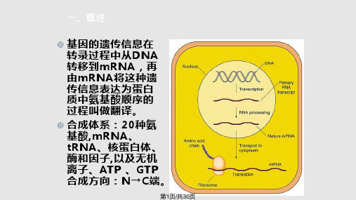 第十章蛋白质的生物合成PPT课件