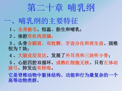哺乳纲
