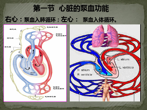 生理学课件血液循环