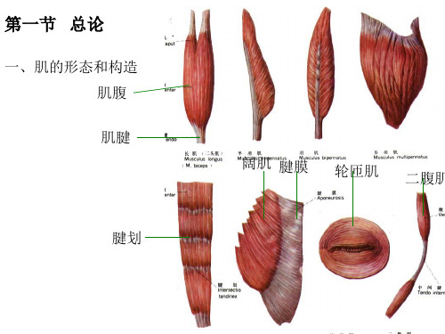 人体解剖学——肌学_PPT课件