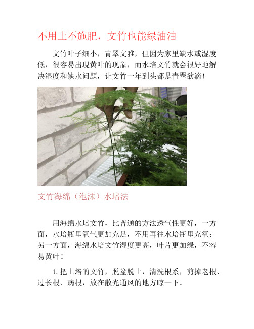 不用土不施肥,文竹也能绿油油-养花技巧