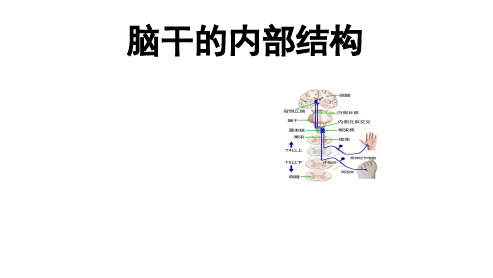 脑干的内部结构(上行纤维束).pptx