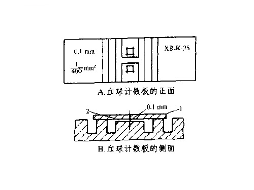 血球计数板使用及相关计算方案ppt课件