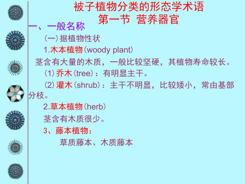 被子植物分类的形态学术语精选PPT课件