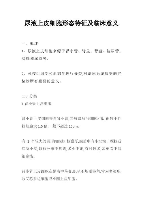 临床检验—尿液上皮细胞形态特征及临床意义