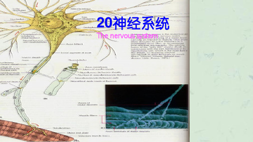 解剖生理学神经课件