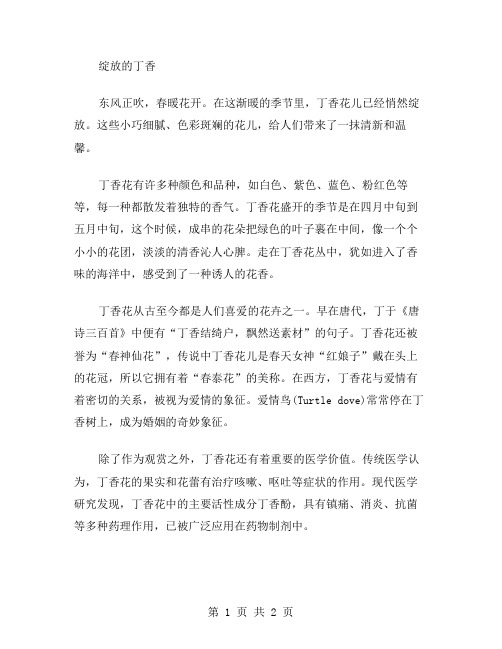 绽放的丁香作文范文