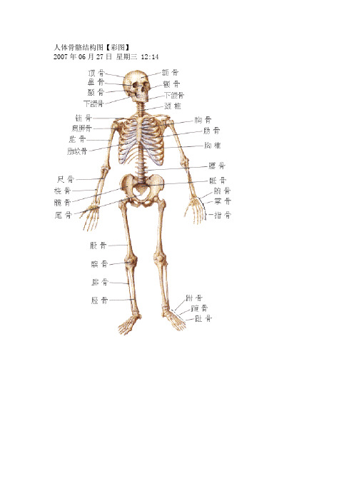 人体骨骼结构图