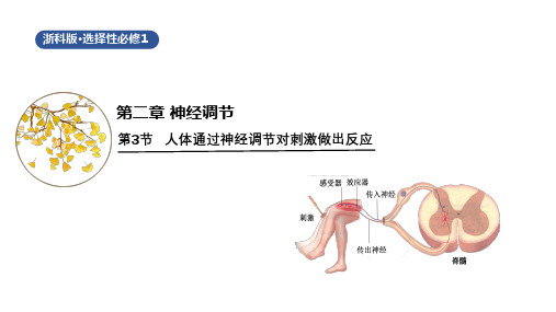 2.3人体通过神经调节对刺激做出反应+课件+2024—2025学年高二上学期生物浙科版选择性必修1