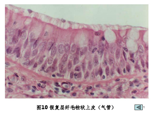 组胚切片复习