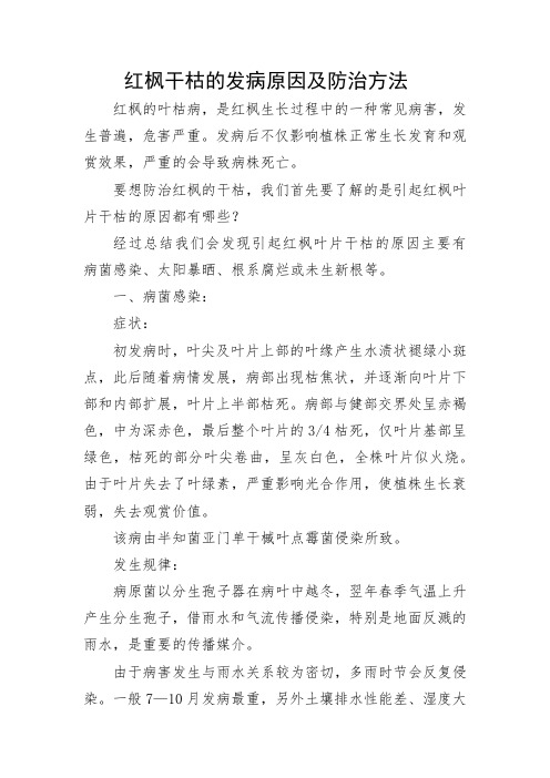 红枫干枯的发病原因及防治方法