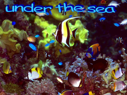 高中英语必修7Unit3 Under the sea Reading a new demension of life