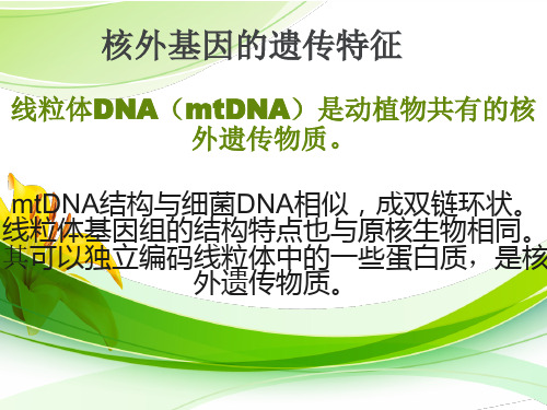 线粒体DNA