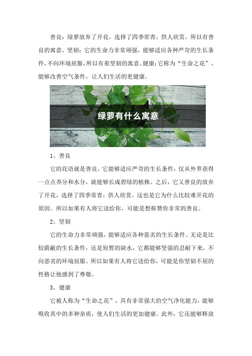 绿萝有什么寓意