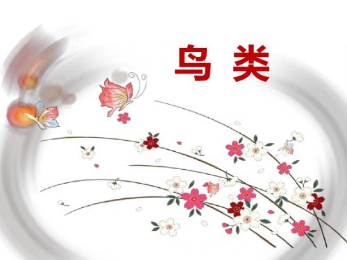 鸟类