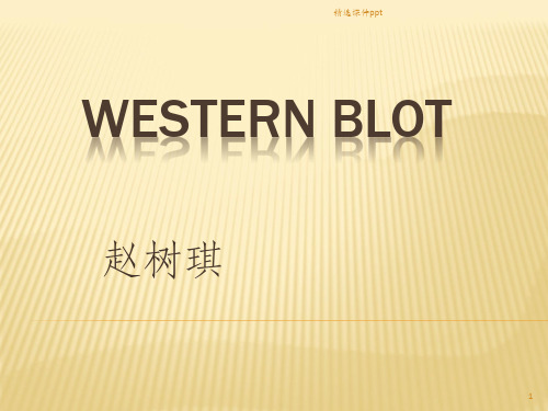 《westernblot讲解》PPT课件