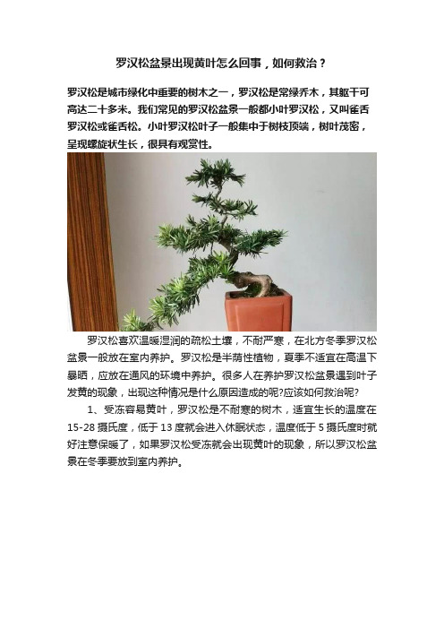 罗汉松盆景出现黄叶怎么回事，如何救治？