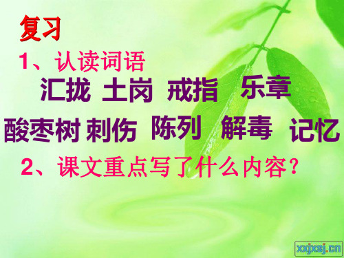 绿叶的梦第二课时