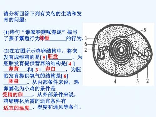 八年级生物下册 第七单元 第二章 第一节 基因控制生物的性状精品课件 新人教版