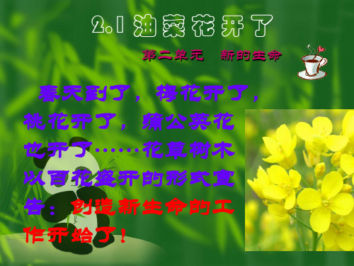 《油菜花开了》教科版科学优质课件1