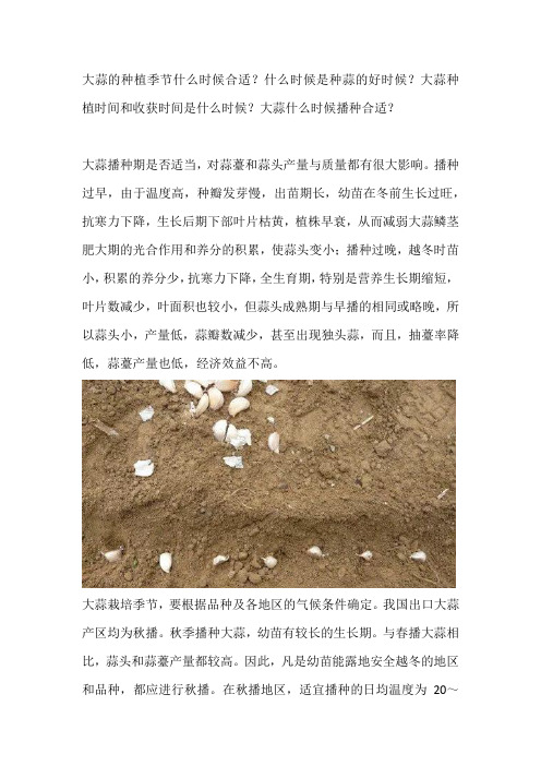 大蒜什么时候种植好