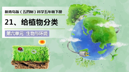 新青岛版(五四制)科学五年级下册第六单元 生物与环境《给植物分类》优质课件