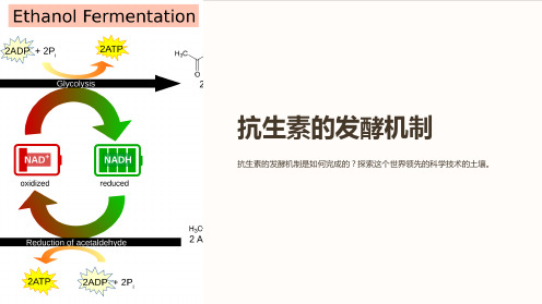 《抗生素的发酵机制》课件