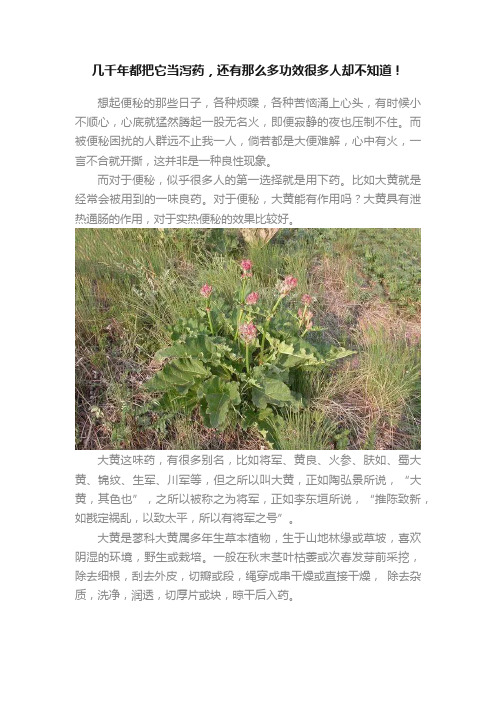 几千年都把它当泻药，还有那么多功效很多人却不知道！