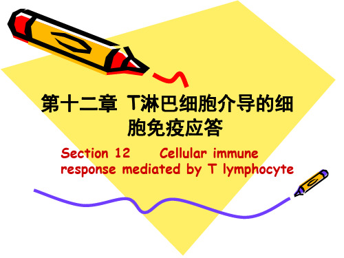 (双语)第十二章 T淋巴细胞介导的细胞免疫应答(双语)