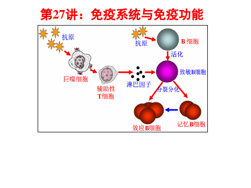 第27讲-免疫系统与免疫功能