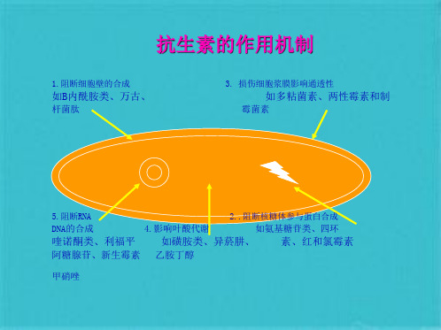 抗生素分类及用药原则(共85张PPT)